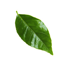 Obraz premium Single Green Leaf Isolated on Black Background