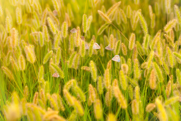 Photo of a cute butterfly in a wonderful habitat. Colorful nature background.
