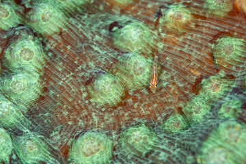 Coral goby, Bryaninops loki, on a hard coral, Raja Ampat Indnoesia.