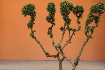 Artistic Tree Trimming on orange wall. Background artistic tree 