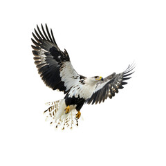 Obraz premium White-tailed Eagle in Flight Against Black Background