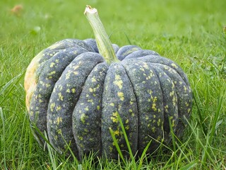 Zierkürbis als Dekoration im Herbst