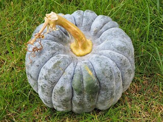 Zierkürbis als Dekoration im Herbst