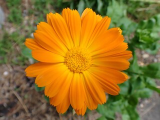 Makro einer schönen Blüten vor unscharfem Hintergrund