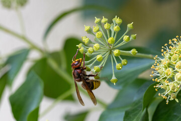 A side profile of a hornet on an ivy flower in late summer