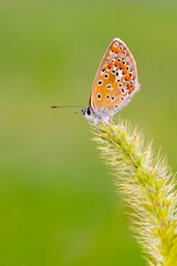 Obraz premium Photo of a cute butterfly in a wonderful habitat. Colorful nature background.