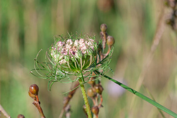 vegetazione spontanea