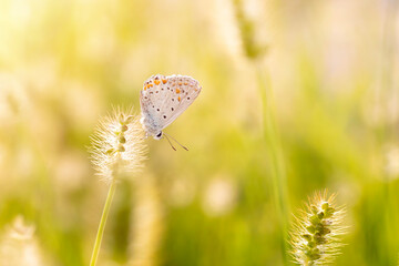Photo of a cute butterfly in a wonderful habitat. Colorful nature background.