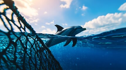 Fototapeta premium A dolphin swims through the water, entangled in a fishing net. This image is a powerful symbol of the dangers of ocean pollution, highlighting the need for sustainable fishing practices and environmen