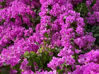 Obraz premium Bougainvillea flowers beautiful pink blossom