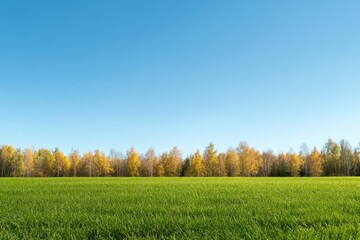 A picturesque scene of a vast green meadow stretching out under a clear blue sky. A line of golden trees marks the horizon, creating a harmonious contrast of colors. The image symbolizes peace, sereni