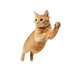 Orange Tabby Cat Leaping in Mid-Air