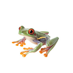 Fototapeta premium Red-Eyed Tree Frog Sitting On A Black Background