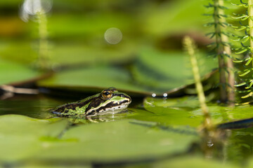 Close up side view of a green frog in water between water lily leaves