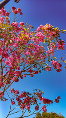 Árbol de lapacho, flores rosados, fondo celeste, plantas de primavera y otoño, colores vibrantes 