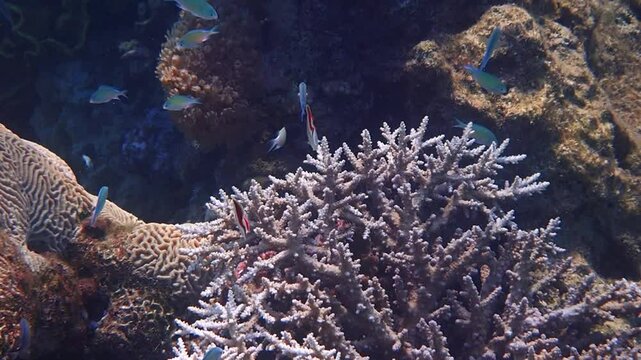 Colorful threadfin butterfly-fish belongs to the family Chaetodontidae, it has scientific name Chaetodon auriga, it inhabits shallow waters of coral reefs in the Red Sea, Sinai, Middle East