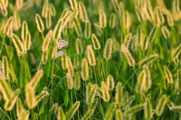 Fototapeta premium Photo of a cute butterfly in a wonderful habitat. Colorful nature background.