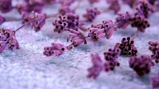 Close-up of a lavender inflorescence of pale purple colour with delicate colour shades from deep purple to pale lilac.