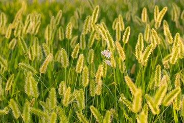 Photo of a cute butterfly in a wonderful habitat. Colorful nature background.