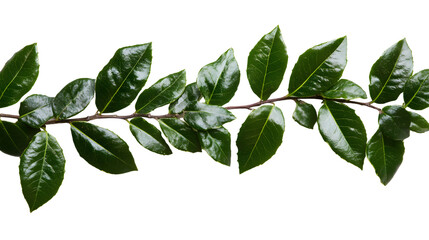 Fototapeta premium Christmas leaves, isolated on white background