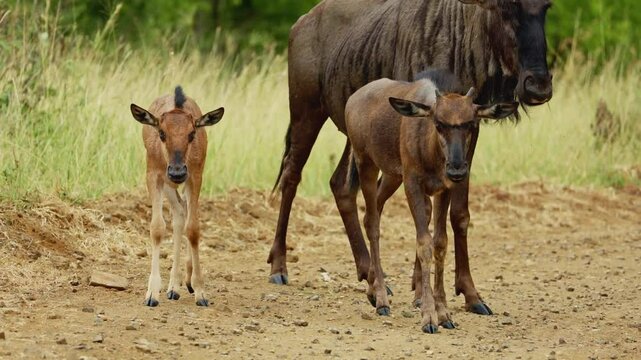 Wildebeest family herd with baby roaming and grazing the plains of Kenyan grasslands. Africa national park natural habitat. Wildlife of endangered animal species, Tanzania. Environment conservation