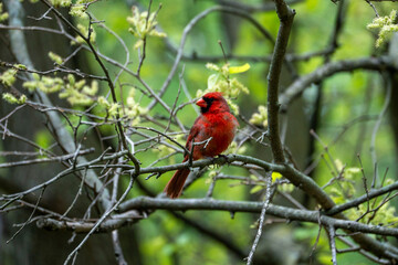 Red male cardinal sitting in a tree during spring