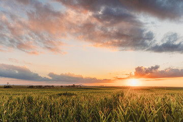 Golden Midwest Summer sunset over a green cornfield with vibrant clouds.