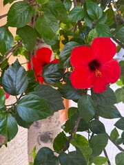 red hibiscus flower