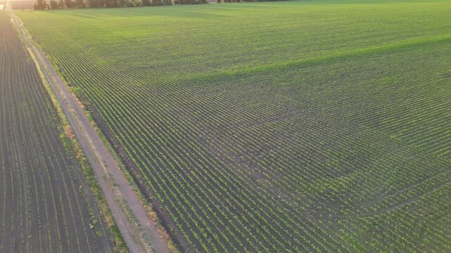 Drone footage of a vast cornfield at sunset, showcasing the rows of young corn plants.