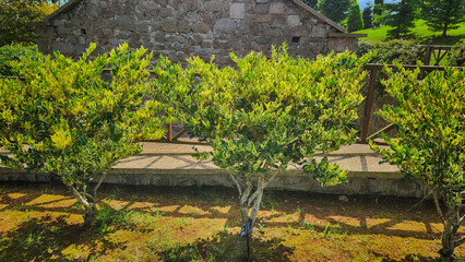 Plant, tree and flower species in the Trabzon Botanical Garden