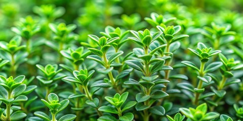 Macro Photography of Green Thyme, close-up, herb, nature, botany, thyme, greenery