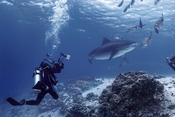 Fototapeta premium Underwater view of a Scuba driver surrounded by sharks and school of fish in the ocean. The great white shark (Carcharodon carcharias) swimming among other fishes.