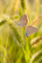 Photo of a cute butterfly in a wonderful habitat. Colorful nature background.
