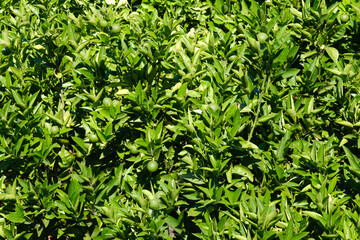 Lush green citrus leaves with small fruits growing on a sunny day, perfect for nature, agriculture, or botanical projects
