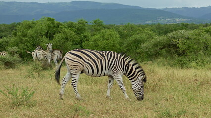 Herd of striped wild african zebra face walking together in the field. footage of african zebra face closeup standing. South Africa safari in national park. Wildlife of endangered animal species.