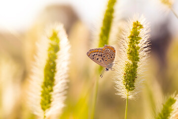 Photo of a cute butterfly in a wonderful habitat. Colorful nature background.