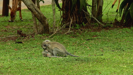 Small young vervet monkeys play fighting with each other, Kruger National Park. Safari in national parks. Africa national park in natural habitat. Wildlife of endangered different animal species