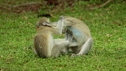 Small young vervet monkeys play fighting with each other, Kruger National Park. Safari in national parks. Africa national park in natural habitat. Wildlife of endangered different animal species