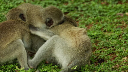 Small young vervet monkeys play fighting with each other, Kruger National Park. Safari in national parks. Africa national park in natural habitat. Wildlife of endangered different animal species