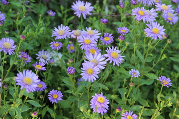 Obraz premium field of flowers