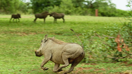 Fototapeta premium Warthog run from danger in Nakuru in Kenya, Africa. Wild boars or hogs walking in savannah searching for food. Africa Animals on Wildlife Safari Nature Shot in Savannah Plains and Long Tall Grass.