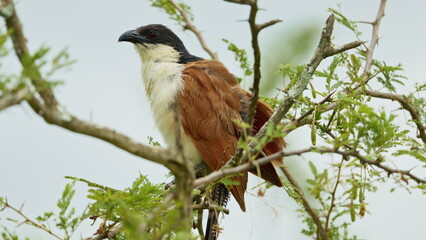 Blue headed coucal bird sitting on tree branch in Kruger National park, South Africa. Specie Centropus monachus family. Africa Animals on Wildlife Safari Nature Shot in Savannah Plains Long Tall Grass
