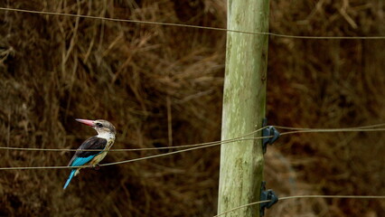 Grey headed Kingfisher little bird perched on a wire bopping its head. Africa Animals on Wildlife Safari Nature Shot in Savannah Plains Long Tall Grass. Amazing colorful birds. African birds