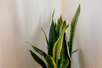 Selective focus of Sansevieria with green leaves, Houseplant in the pot on the corner of living room, Sansevieria is a historically recognized genus of flowering plants, Interior and home decoration.