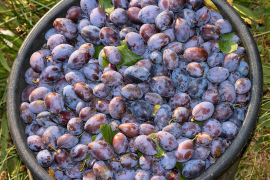 Reife Pflaumen  mit wei&szlig;en Belag im Eimer, Ernetzeit, Obstsorten 