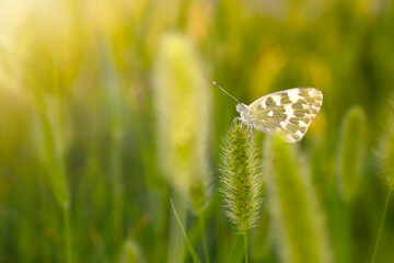 Photo of a cute butterfly in a wonderful habitat. Colorful nature background. 