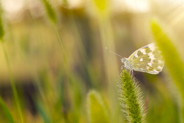 Photo of a cute butterfly in a wonderful habitat. Colorful nature background.