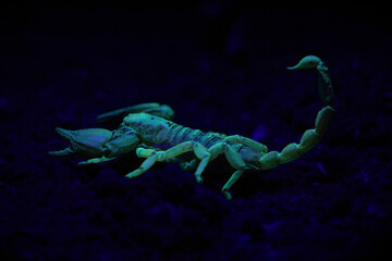 A sinister looking scorpion, shining neon under ultraviolet light.