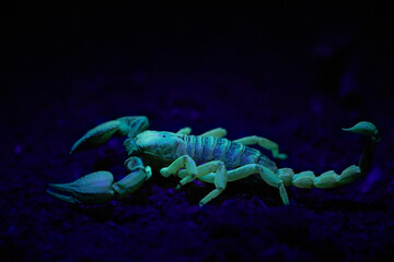 A sinister looking scorpion, shining neon under ultraviolet light.