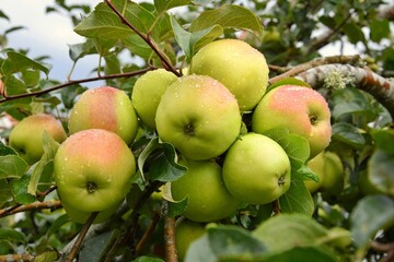 Late apples on a branch in the garden after the rain.